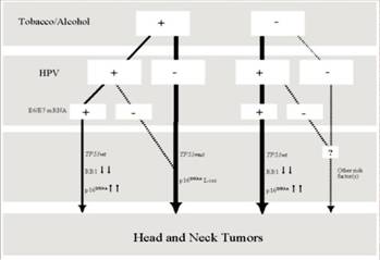 hpv1